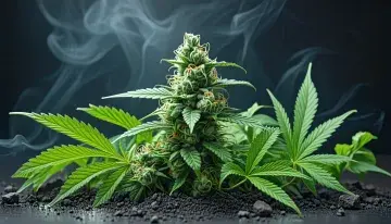 Federal Rescheduling Signals Policy Shift, But Cannabis Operators Still Face a Patchwork Reality